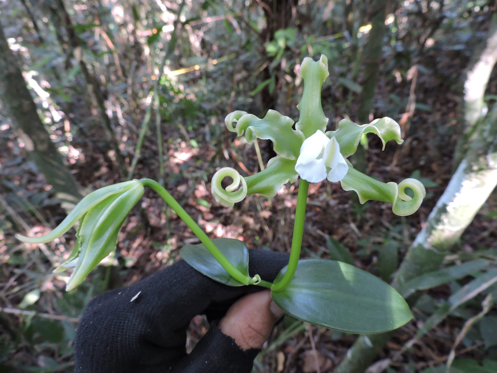 Papperitzia Leiboldii